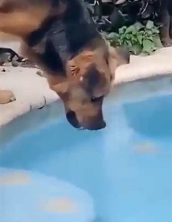 காப்பாற்றிய நாய் 