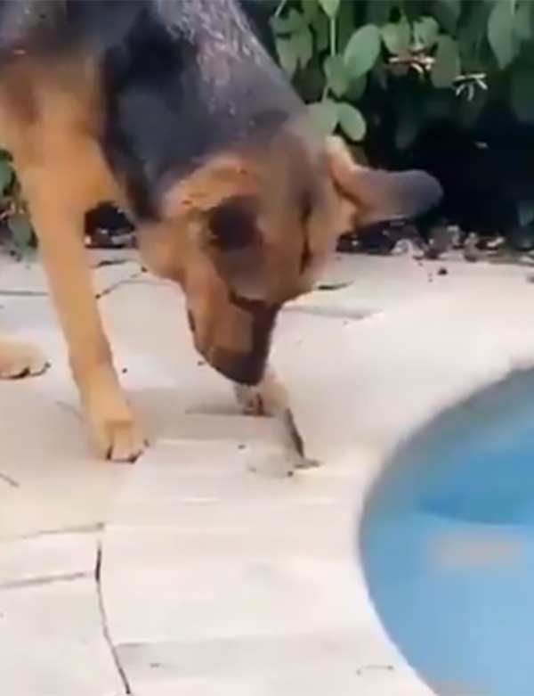 தலைவணங்குதல் 