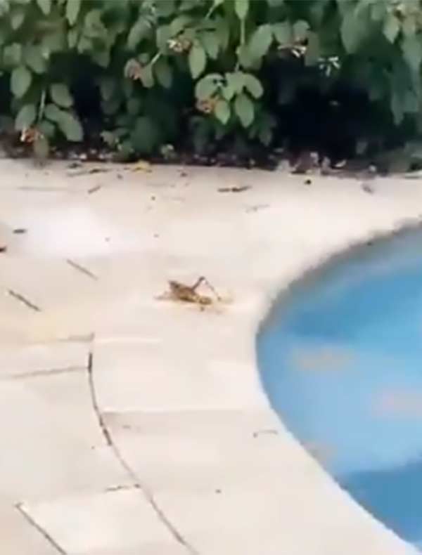 குட்டி குரங்கு 