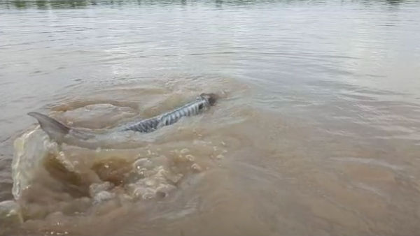 A catfish weighing 106 kg was caught in a fishermans net while fishing in the hogenakkal falls 