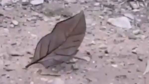 ஏமாற்றுவித்தை 