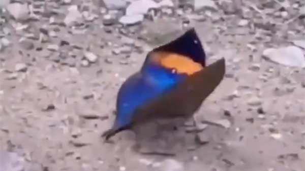 கொண்டாட்டம் 