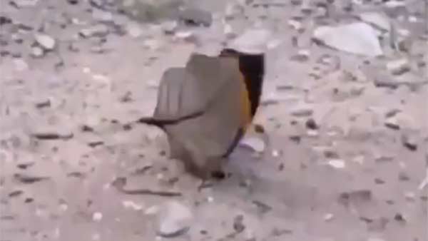 பூச்சியினம் 