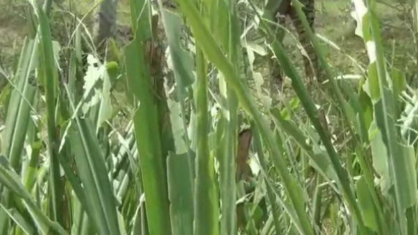 விலை உயரும் 