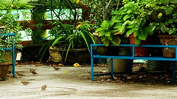 Pictures of a small boy feeding sparrows rocks internet