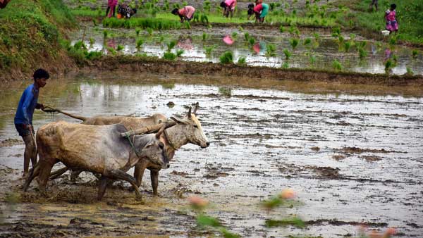 நீர் பாய்ச்சுதல் 