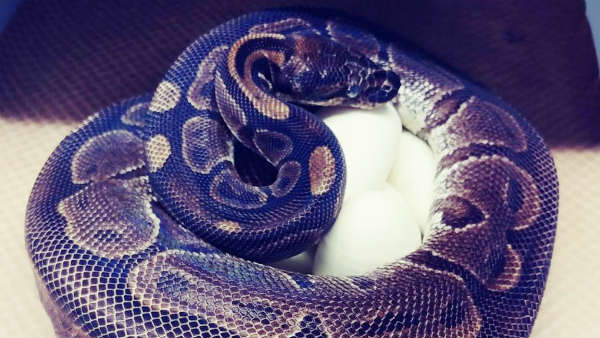 இப்படியும் இருக்கலாம்