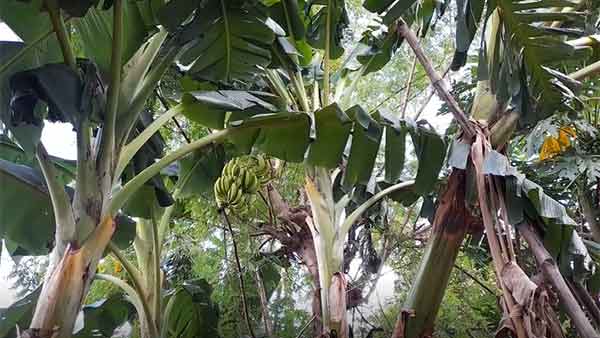 People in Thanjavur are amazed to see a banana tree : what reason? 