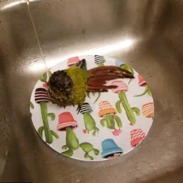Viral video of bird taking bath in kitchen sink Viral video of bird taking bath in kitchen sink