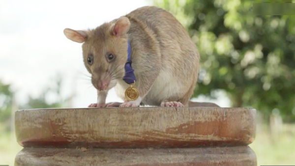 In Cambodia Rat awarded gold medal for detecting landmines 