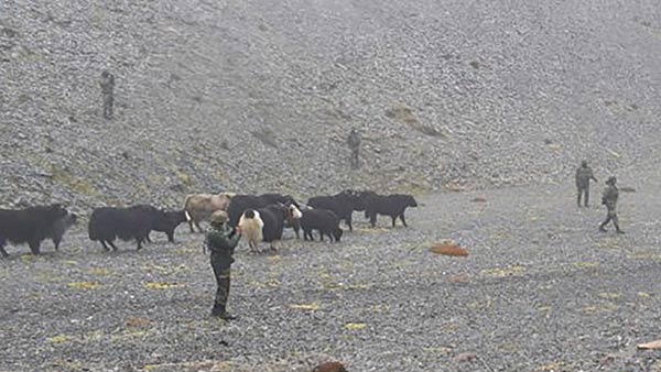 சீனாவின் எருதுகள் 