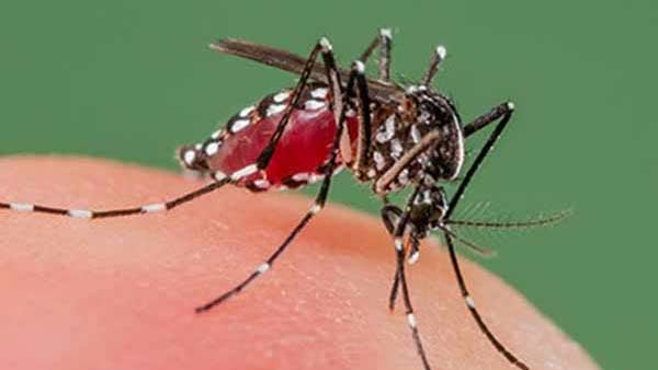 கொரோனாவுடன் மலேரியா 