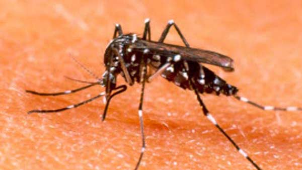 மலேரியா அதிகம் 