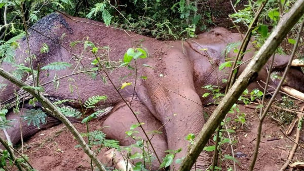 Multiple Injured male elephant found dead near Mettupalayam Forest 