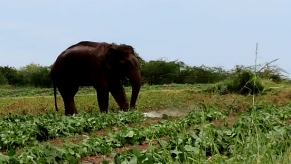  நகர்வு பாதை 