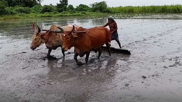 Good monsoon: Farmers are intensifying their efforts to plant paddy in Tamilnadu Good monsoon: Farmers are intensifying their efforts to plant paddy in Tamilnadu
