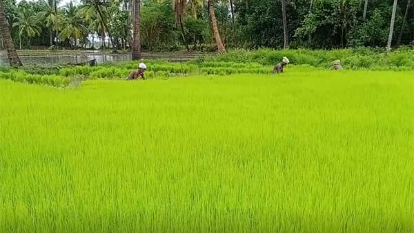  தேர்தல் அறிக்கை