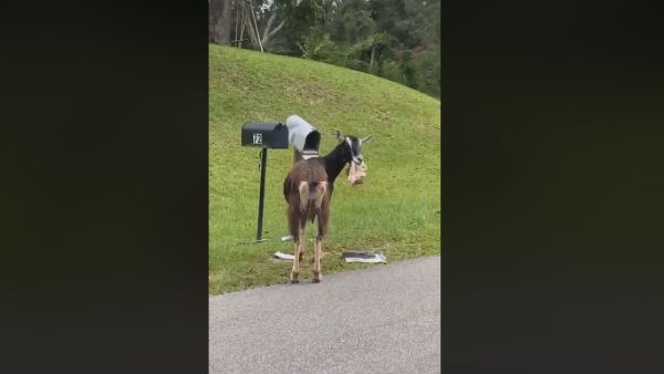 Goat eats mail from letterbox in a viral video 
