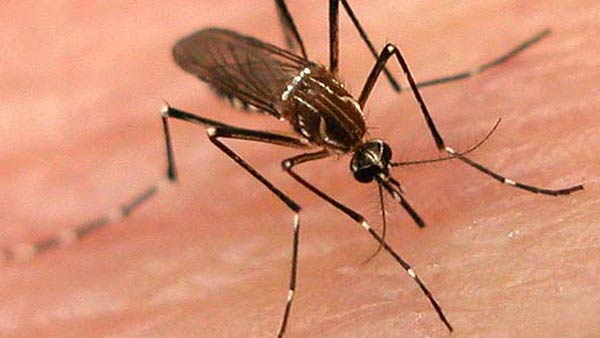 இளம் வயதில் உயிரிழப்பு 