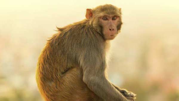 பி வைரஸ் 