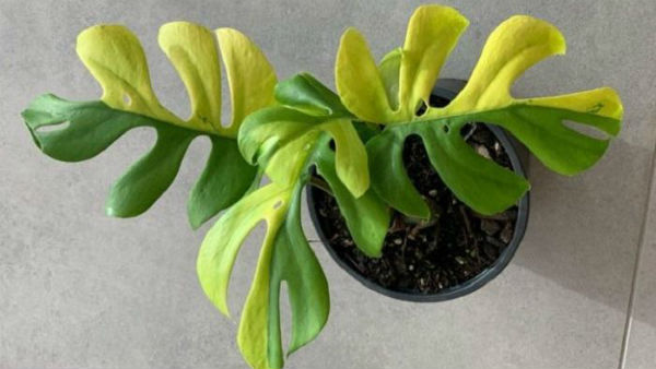 விவசாயம் 