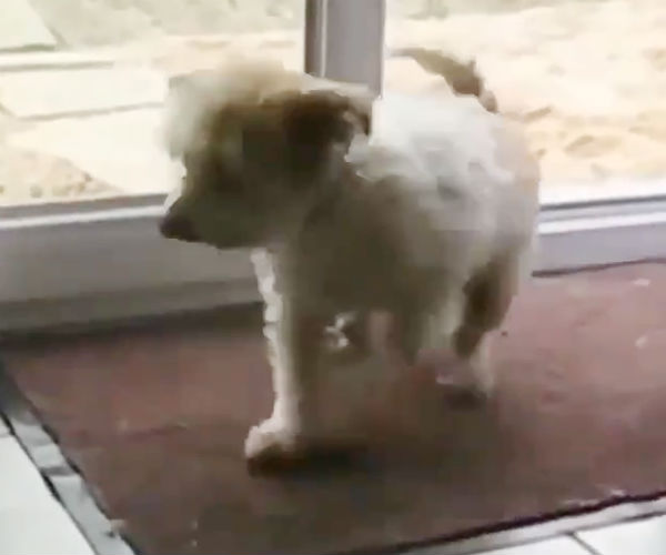 சின்ன பப்பி சின்ன பப்பி