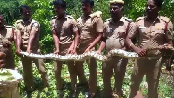 python snake caught in Tuvarankurichi police quarters near Trichy 