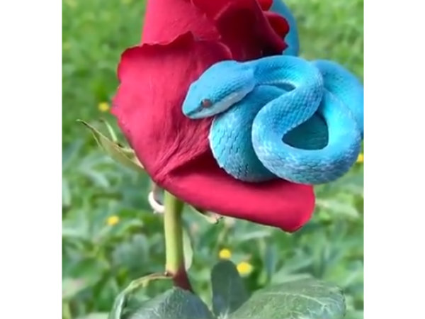 இந்தோனேஷியா