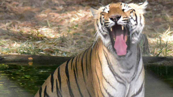 மசினக்குடிக்கு வந்த புலி மசினக்குடிக்கு வந்த புலி