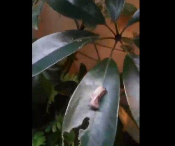 தாவும் குட்டி தாவும் குட்டி