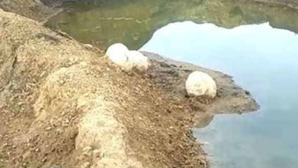 டைனோசர் முட்டை இல்லை டைனோசர் முட்டை இல்லை