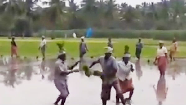 Video goes viral that farmers dances for a song and planting paddy saplings Video goes viral that farmers dances for a song and planting paddy saplings