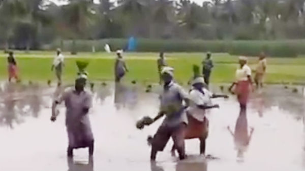 Video goes viral that farmers dances for a song and planting paddy saplings Video goes viral that farmers dances for a song and planting paddy saplings
