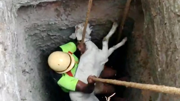 Lamb Slipping into the deep well and rescued near Sathiyamangalam, video 