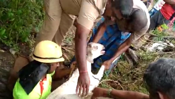 Lamb Slipping into the deep well and rescued near Sathiyamangalam, video 