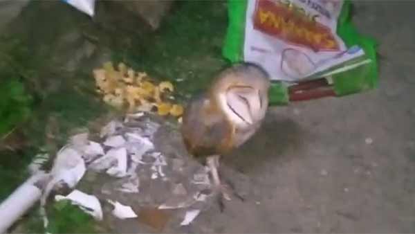 Man face owl found in Chengelput residential area 