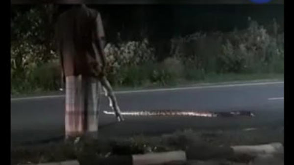 12 அடி நீள மலைப் பாம்பு 