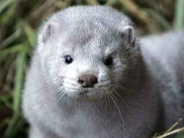 Coronavirus spread from human to animals 10,000 minks dead at US farm 