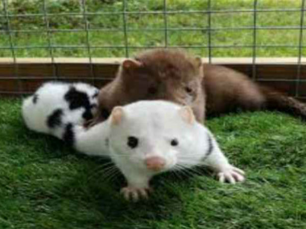 Coronavirus spread from human to animals 10,000 minks dead at US farm 