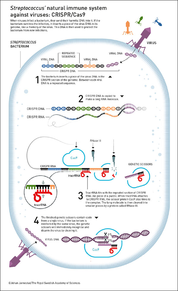 St r e pt o c o c c u s’ n at u r al i m m u n e s y st e m a g ai n st vi r u s e s: C RI S P R/ C a s 9 St r e pt o c o c c u s’ n at u r al i m m u n e s y st e m a g ai n st vi r u s e s: C RI S P R/ C a s 9