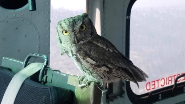 பறந்து வந்த ஆந்தை 