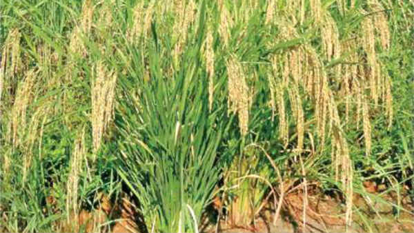 சீரக சம்பா பயிர் 