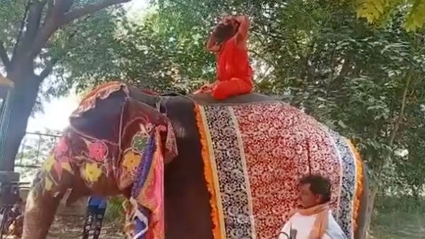 யானை மீது யோகா யானை மீது யோகா