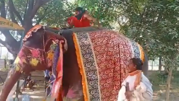 அலங்கரித்த யானை அலங்கரித்த யானை