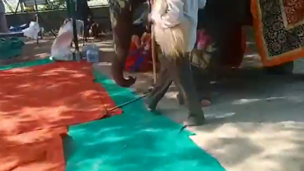 யானை மீதிருந்து விழுந்த ராம்தேவ் யானை மீதிருந்து விழுந்த ராம்தேவ்