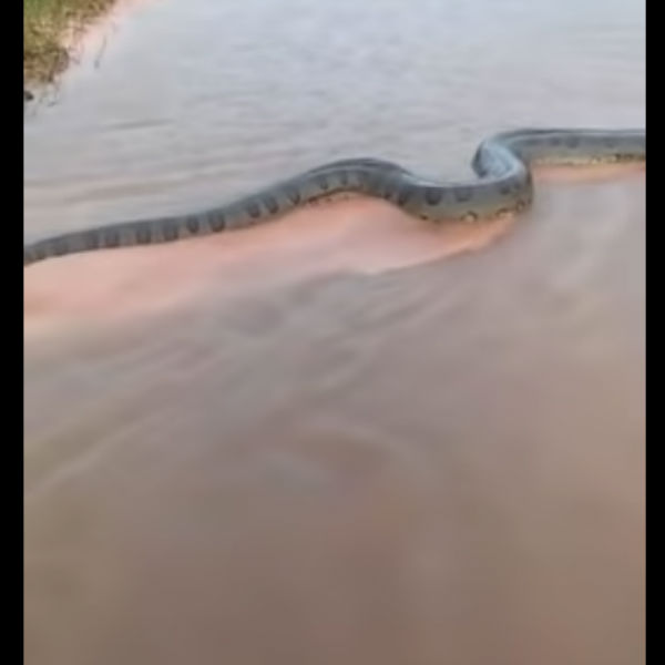 வைரலான வீடியோ