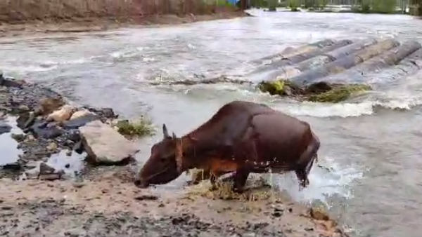 The cow that was swept away in the Adyar flood 