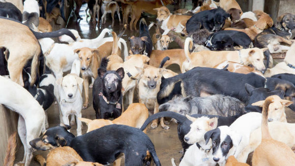Nagaland: Dog Meat Can Be Sold from now, Gauhati High Court Puts Government Ban On Hold Nagaland: Dog Meat Can Be Sold from now, Gauhati High Court Puts Government Ban On Hold