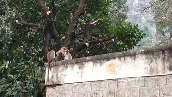 வனத்துறை 