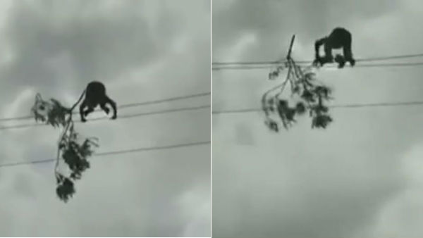 EB employee who removed the tree in wire - praised the Puduchery Chief Minister 